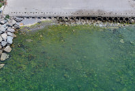 Marmara'dan güzel haber: Bu sene rastlanmadı