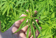 Tayland esrar kullanımını yasaklıyor