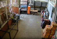 Hastalanan kedi onca köpeği geçip veterinere sığındı