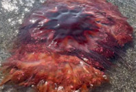 Kıyıya kocaman denizanası vurdu, yetkililer tatilcileri uyardı