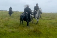 Sığır vurgunu: 100 bin dolar değerindeki spermleri bile çaldı