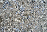 Alarm veriyor: Toplu balık ölümleri başladı