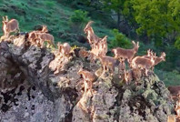 Dağ keçileri drona yakalandı