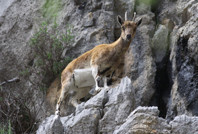 Dağ keçilerinin yuvası 'kurutuluyor'