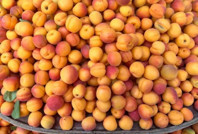 "Iğdır'da kayısı 1 TL, İstanbul'da 120 TL" paylaşımına 1 milyon 400 bin TL ceza