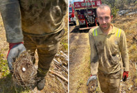 Ormanın sessiz sakinlerini yangının ortasından çekip aldılar