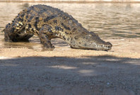 Trump, göçmenleri timsahlarla çevrili hapishaneye kapatacak