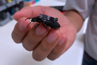 Depremde enkaz altında kalanlar için sayborg böcek geliştirdiler