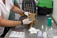 Yangının ortasında kalan hayvanların yaraları sarılıyor