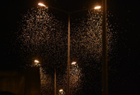 Aynı gün çiftleşip toplu halde öldüler