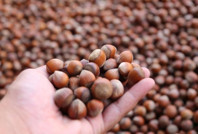 Kuraklık ve don fındığı vurdu: Felaket kapıda