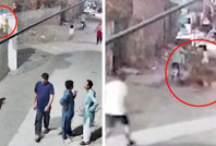 Pakistan'da 'evcil' aslan dehşeti: 3 kişiyi hastanelik etti, sahibi tutuklandı