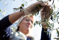 Zeytin, madenden daha kârlı