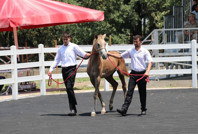 Arap atları için servet ödediler: 23 milyon TL'lik gelir
