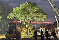 Bu da Arjantin'in Gezi'si: 300 yıllık ağaç, ulusal direnişi tetikledi