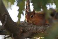 Görenleri hayrete düşürdü: Ekmek kokusuna geldi, sofraya oturdu