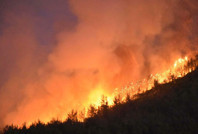 Yangın kuşların yuvasını da yaktı: Bir daha gelmeyecekler
