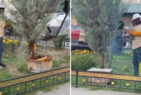 Şehir merkezinde kaos: Kraliçe kaçtı, yüzlerce arı peşinden gitti