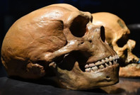 Şiddetli baş ağrınızın suçlusu Neandertaller olabilir