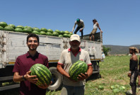 Tarlada 1 lira, markete 10 lira: "Aracı bizden daha çok fazla para kazanıyor"