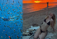 Yasemin Kay Allen okyanusta balina ve köpekbalıklarıyla yüzdü