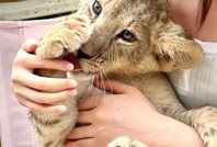 Menüye 'yavru aslana sarılma'yı eklediler, ortalık karıştı