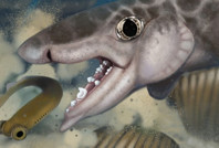 Dünyanın en büyük mağara sisteminde 340 milyon yıllık köpek balığı fosili bulundu