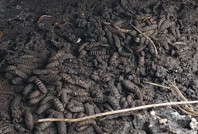 Neandertallerin sofrasından sürpriz çıktı