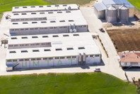 Yumurta şirketine kayyum