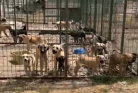 Barınaktaki hayvanlar açlık ve susuzluktan öldü