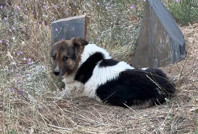 Ceylan Ertem, sahibinin mezarından ayrılmayan köpeği sahiplendi