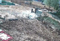 Esenyurt'ta köpeklere işkence