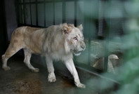 Skandal çağrı: Yırtıcılar için evcil hayvanlarınızı bağışlayın