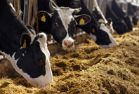 Süt sağarken elektrik akımına kapılarak öldü