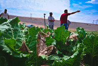 Tepki büyük: Tohumu 45 liradan aldık, sattığımız fiyat 28 TL