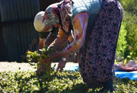 Açıklanan fiyata sert eleştiri: Alay etmek bu, saygısızlık