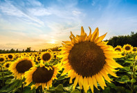 ‘İthalatı önlemek için ayçiçeği üretilmeli’