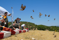 Kene mücadelesinde 1 milyona yakın keklik doğaya salındı