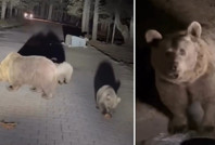 Ayıları görmek için hayatını riske attı