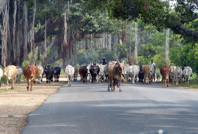 İnek dışkısıyla araçlara yakıt üretecekler