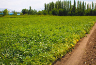 Fiyatlar arasında uçurum var: Tarlada 9 TL'ye, markette 25 TL'ye satılıyor