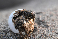 Hayata ilk adım: 15 yıl sonra doğdukları topraklara gelecekler