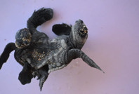 İlk defa görüldü: Siyam ikizi caretta carettalar yuvadan çıktı