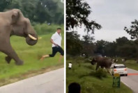 Selfie çeken turist, filin ayakları altında kaldı