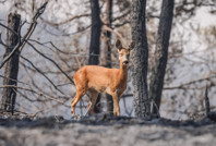 Can havliyle alevlerden kaçtı