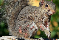 'Mutant' sincap alarmı: Görenler şaşkına döndü