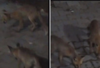 Elleriyle beslemişti: Bu kez yavrusuyla geldi