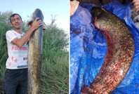 Timsah sandılar, balık çıktı