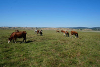 Su metrelerce çekildi: Bir zamanlar balıklar yüzüyordu, şimdi inekler otluyor