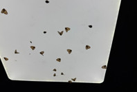 Bahçelerden sonra şimdi de evlere dadandı: Rize’de ‘vampir kelebek’ istilası